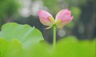 并蒂莲花语及传说 并蒂莲的花语