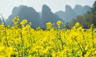 油菜花和桃花谁先开花（油菜花和桃花都是完全花对吗）