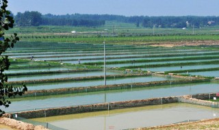 小龙虾池塘养殖的优点 小龙虾池塘养殖的优点是什么