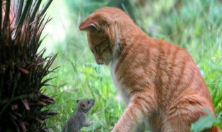 如何让不捉耗子的猫捕捉老鼠 如何让不捉耗子的猫捕捉老鼠呢