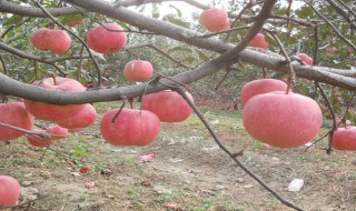 众成一号苹果树苗在栖霞什么地方（众成一号苹果苗木基地在烟台哪个地方）