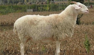 小尾寒羊是山羊还是绵羊?（小尾寒羊属于绵羊吗）