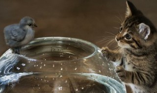 国家重点保护动物分几个级别 国家重点保护动物分几个级别的