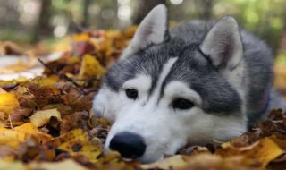 天蝎座最适合养什么宠物（天蝎座最适合养什么宠物你还问呢）