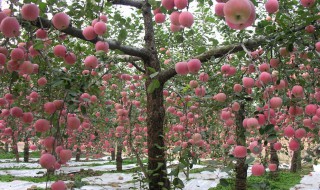 牛粪对果树的影响（牛粪对果树的影响有多大）