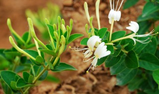 金银花怎样种植 金银花怎样种植高产