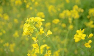 油菜花经典语句 油菜花经典语句短一点