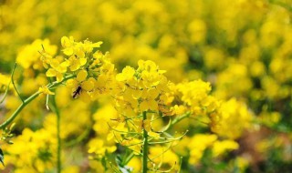 形容油菜花很美的句子（形容油菜花的美的句子）