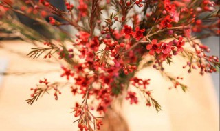 澳梅鲜切花怎样保养 澳梅鲜切花怎么养护