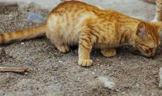 猫咪会在被遗弃的地方呆多久（猫咪被遗弃后会怎样）