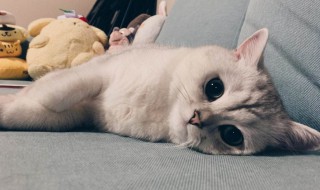 如何养猫能不那么脏 如何养猫能不那么脏呢