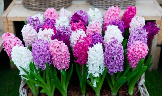 风信子花期多长（水培风信子花期多长）