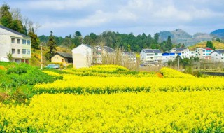 油菜花几月份开（曲靖油菜花几月份开）