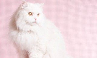 猫的心脏在哪个位置（猫的心脏在哪个位置图片）