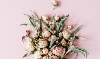 花药离体培养的优点（花药离体培养运用了什么技术）