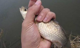 黑蚯蚓为什么难钓到鱼 用蚯蚓钓黑鱼可以吗