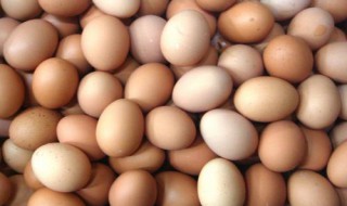 鸡蛋的卵细胞由什么组成（鸡蛋的卵细胞包括什么）