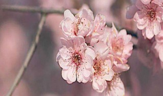 梅花结的果子叫什么 梅花结的果子叫什么名字