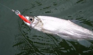 钓地虎鱼用几号钓 地老虎钓鱼怎么钓到鱼