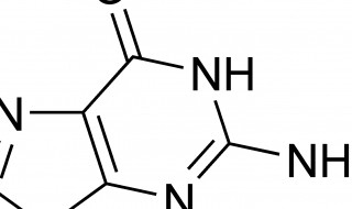 碱基被替换氨基酸序列没改变的原因（碱基替换后,密码子改变并导致氨基酸变化）