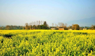 油菜花能钓鱼吗（油菜花能钓鱼吗视频）