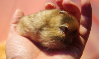 金丝熊的智商几岁（金丝熊的智商几岁发育）