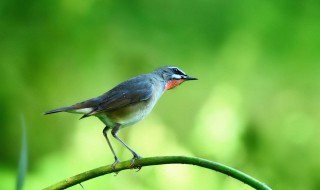 土画眉鸟叫母声怎么办 土画眉鸟叫母声怎么办啊