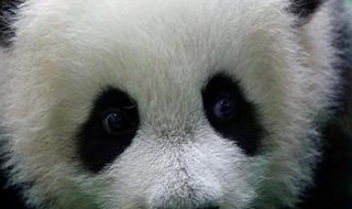 熊猫的眼睛是什么样(熊猫的眼睛是什么样子熊猫的耳朵)