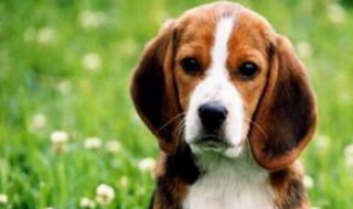 狗狗一般什么时候断奶 狗狗一般什么时候断奶?