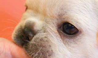 狗狗憋尿不在家里尿怎么办（狗狗憋尿不在家里尿怎么办视频）