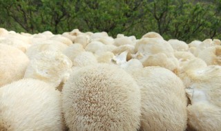 鲜猴头菇怎么处理不苦 新鲜猴头菇怎么处理不苦