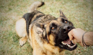 多哥原型是什么狗 多哥讲的什么故事