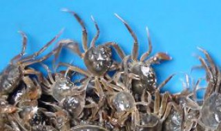 买回来的螃蟹怎么养 买回来的螃蟹怎么养活