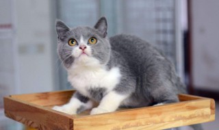 美短多久认主人 美短只认一个主人吗