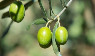橄榄湿气重的人可以吃吗(橄榄湿气重的人可以吃吗百度百科)