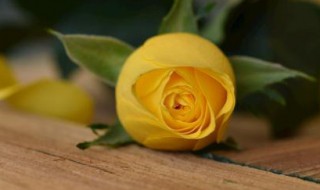 黄玫瑰的是什么意思 黄玫瑰是什么意思你知道吗?
