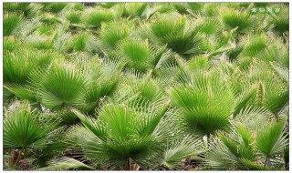 棕榈花花语是什么（棕榈的花语是什么）