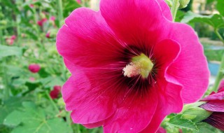 木槿花的花语是什么(木槿的花语和象征)