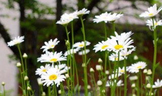 黄色雏菊花语是什么 雏菊花语是什么