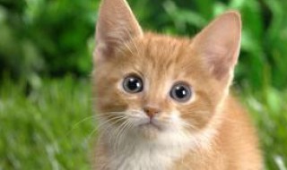 猫是几声 猫是几声调