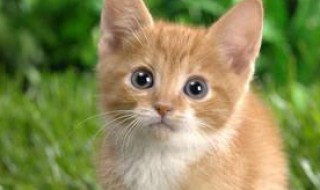 概括猫式读法要点（猫式阅读法）