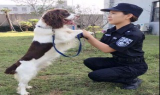 警花与警犬中都有什么犬 警花与警犬里的犬都是什么犬