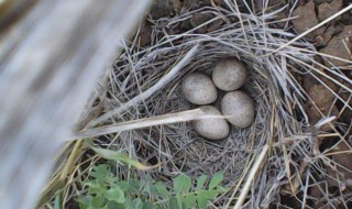 怎么找凤头百灵的窝 怎么容易找凤头百灵头窝