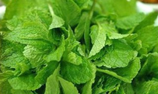薄荷叶泡水喝的功效 薄荷叶泡水喝的功效和禁忌