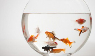 怎么让鱼缸水清澈透亮 如何让鱼缸水透亮