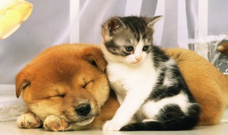 幼犬吃狗粮正确喂法 狗粮怎么喂幼犬