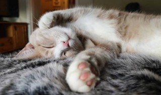 小猫发烧怎么办（小猫发烧怎么办怎样退烧快）