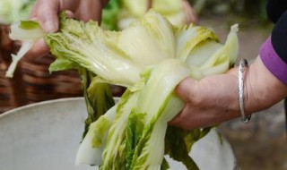 甘肃麻菜怎么腌制 甘肃麻菜的腌制方法