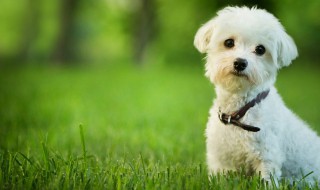 自己给幼犬驱虫怎么做（幼犬驱虫可以自己做吗）