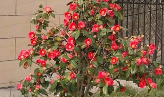 耐冬花的栽培技术和方法 耐冬花的栽培技术和方法视频